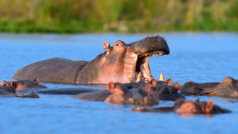 היפופוטמים באגם נאיווישה (Lake Naivasha), קניה