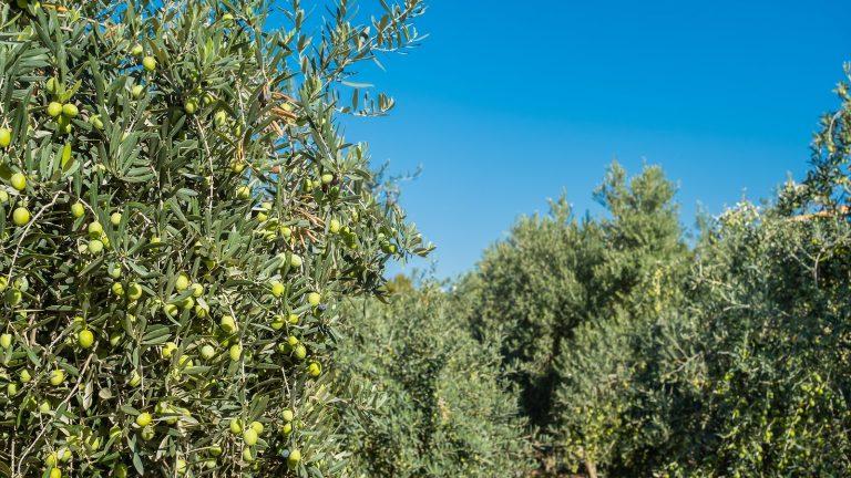 מטעי זית באזור פולפי (Pulpí), ספרד
